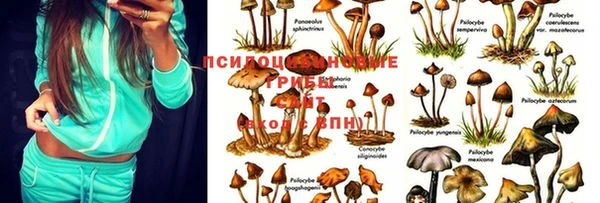 крисы Армянск